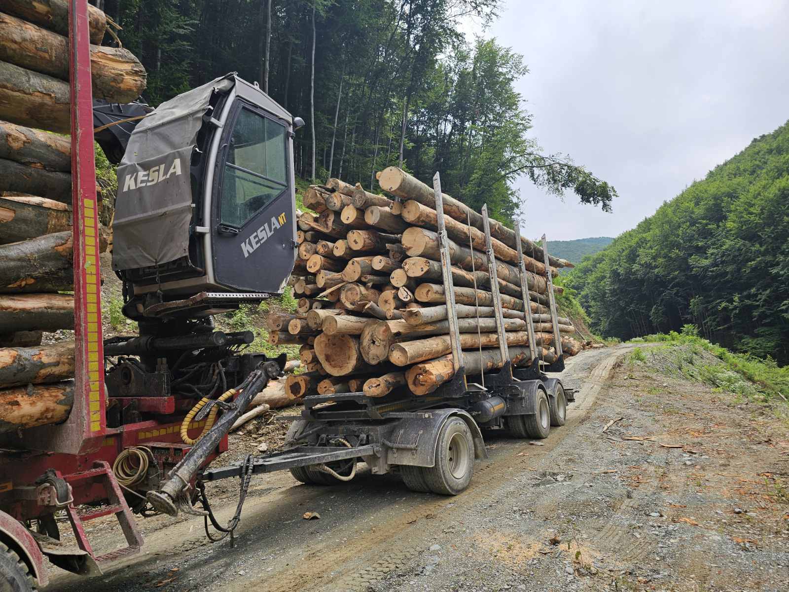 Grubo Sečeno Drvo – Sve Što Treba da Znate Pre Sledećeg Projekta